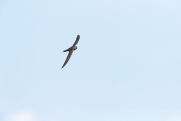 Plain Swift, Apus unicolor, in flight on Madeira