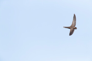 Plain Swift, Apus unicolor, in flight on Madeira