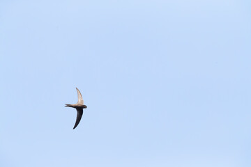 Plain Swift, Apus unicolor, in flight on Madeira