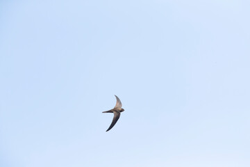 Plain Swift, Apus unicolor, in flight on Madeira