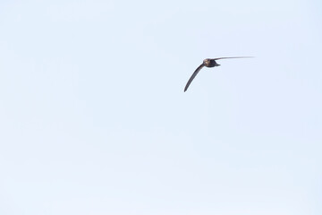 Plain Swift, Apus unicolor, in flight on Madeira