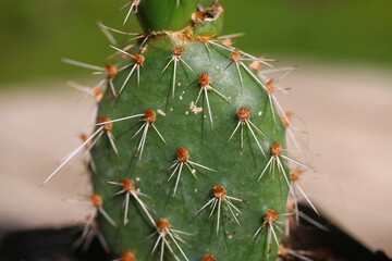 kaktus Opuncja polyacantha v hystricina Heligrand