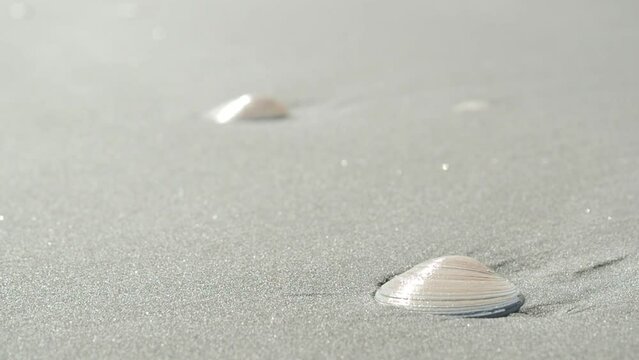 seashell on the beach