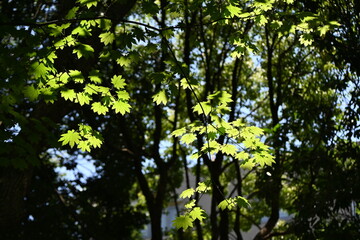 Fullmoon maple (Acer japonicum) leaves.
Sapindaceae deciduous tree. Leaves are larger than other maple leaves in Japan, and the autumn foliage is beautiful.