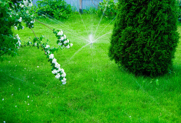 Obraz premium Sammer in the garden. Automatic watering watering green lawn