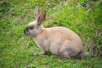Wild brown rabbit is grazing at green grass