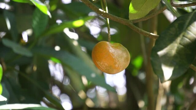 Tabernaemontana macrocarpa (Also called Bongang, Kayu gegah, Kelampan, Merbadak, Mpayak, Pelir kambing). Tabernaemontana macrocarpa has been used as arrow poison