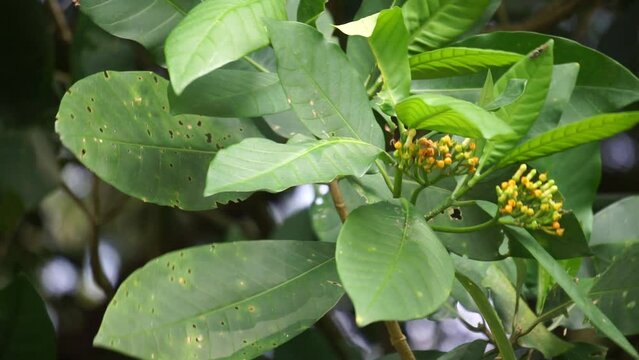 Tabernaemontana macrocarpa (Also called Bongang, Kayu gegah, Kelampan, Merbadak, Mpayak, Pelir kambing). Tabernaemontana macrocarpa has been used as arrow poison