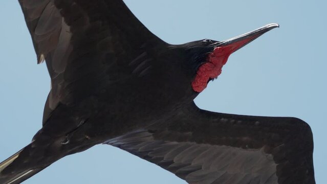 Magnificent frigatebird, Fregata magnificens, a big black sea bird with a characteristic red gular sac, Frigate bird soaring in the clear blue sky over a cruise ship at the coastline of Galapagos.
