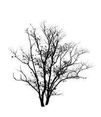 Fototapeta na wymiar black tree silhouettes isolated on white background , silhouette of trees,dead tree from thailand