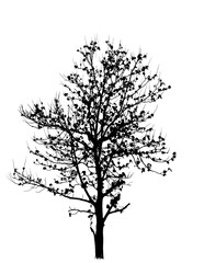 black tree silhouettes isolated on white background , silhouette of trees,dead tree from thailand