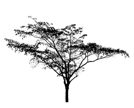 black tree silhouettes isolated on white background , silhouette of trees,dead tree from thailand