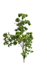 Obraz premium tree isolated on white