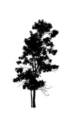 black tree silhouettes isolated on white background , silhouette of trees,dead tree from thailand
