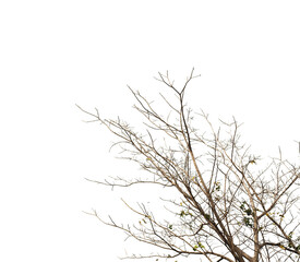 Fototapeta na wymiar Dry twig on the tree in isolated white background.