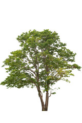 A tree isolated