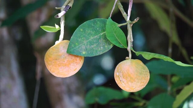 Tabernaemontana macrocarpa (Also called Bongang, Kayu gegah, Kelampan, Merbadak, Mpayak, Pelir kambing). Tabernaemontana macrocarpa has been used as arrow poison