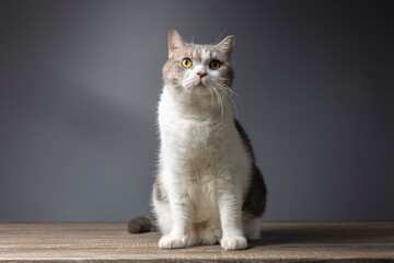 White Tabby cat making funny faces on black background. Scottish fold kitten looking something in studio.