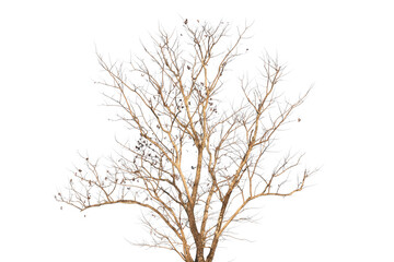 Fototapeta na wymiar tree on white