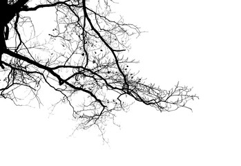 Branch silhouette on a white background.