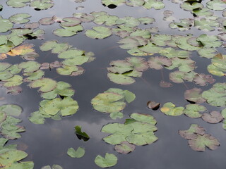 睡蓮池　スイレンの葉っぱ