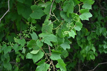 Ampelopsis glandulosa ( Porcelain berry / Wild grape ) Young berries. Vitaceae deciduous shrub...