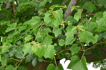 Ampelopsis glandulosa ( Porcelain berry / Wild grape ) Young berries. Vitaceae deciduous shrub vine. Ripens October-November but tasteless and inedible.