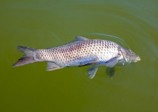 Dead fish float on water surface