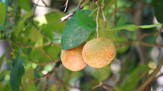 Tabernaemontana macrocarpa (Also called Bongang, Kayu gegah, Kelampan, Merbadak, Mpayak, Pelir kambing). Tabernaemontana macrocarpa has been used as arrow poison