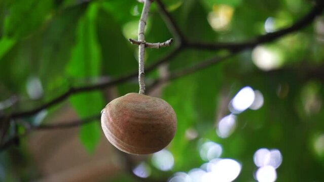Tabernaemontana macrocarpa (Also called Bongang, Kayu gegah, Kelampan, Merbadak, Mpayak, Pelir kambing). Tabernaemontana macrocarpa has been used as arrow poison