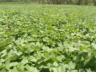 rows of green plants