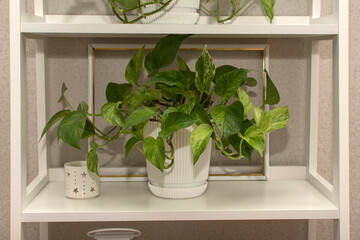 Home decorative plant in the room	
