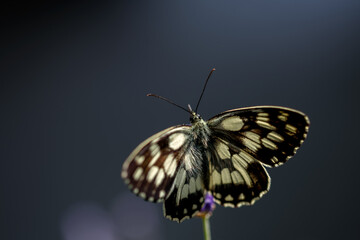 Melanargia galathea, the marbled white