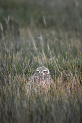 pampas owl guarding its nest. Athene cunicularia