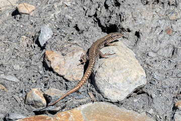 Tiny Lizard on a Rock
