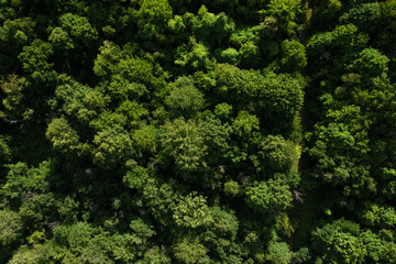Naklejka premium View looking straight down on forest trees