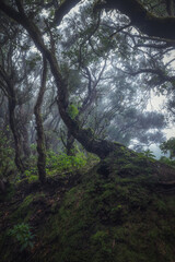 Trees in mysterious foggy forest. Anaga in Tenerife, Spain