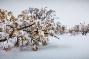 Trees in Getafe after filomena storm in Madrid.