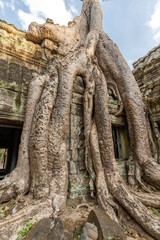 Fototapeta premium Giant tree roots cover the Ta Prohm temple at Angkor Wat and cla