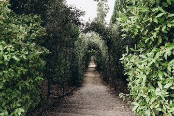 Green alley stretching into the distance Boboli Garden, Florence
