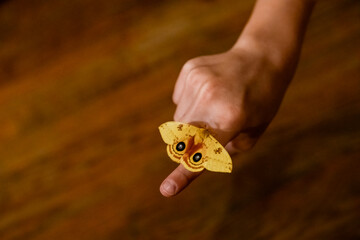 Yellow Io Moth sitting on person's finger