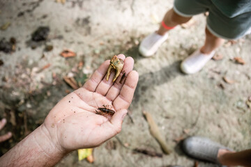 Person holdling out crawdads and claw found in creek