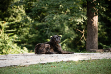 Brown mottled dog sitting on pathway looking at camera