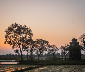 A row of sesame trees in the Van Thanh relic area