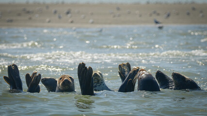 Phoques Berck Sur Mer © Lobreizh