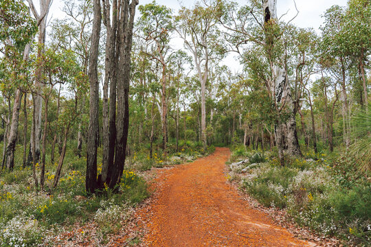 The Australian bush in flower in a Western Australian National Park - Powered by Adobe