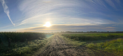 Dirtroad at sunrise. Morning light at Uffelter Es. Drente Netherlands. Uffelte. Panorama.