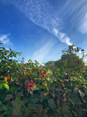 Fototapeta na wymiar Blackberries. Morning light at Uffelter Es. Drente Netherlands. Uffelte.
