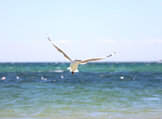 Seagull flying