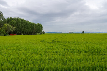 Obraz premium Paddy rice canal irrigation panorama landscape agriculture nature natural Po Valley